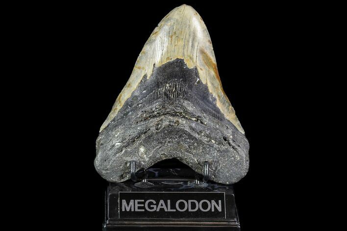 Huge, Fossil Megalodon Tooth - North Carolina #108873